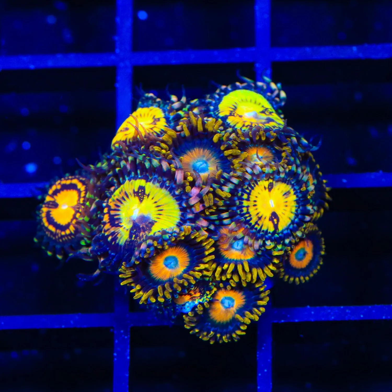 Butt Muncher and Scrambled Eggs Combo Zoanthids Coral