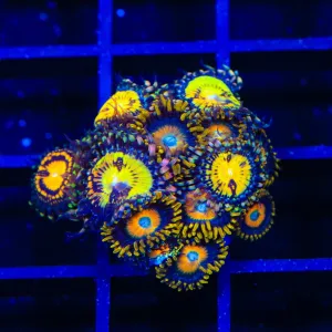 Butt Muncher and Scrambled Eggs Combo Zoanthids Coral